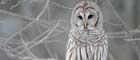 Quote - Memories Created at at Silver Owl Jewlers wit a beautiful white owl